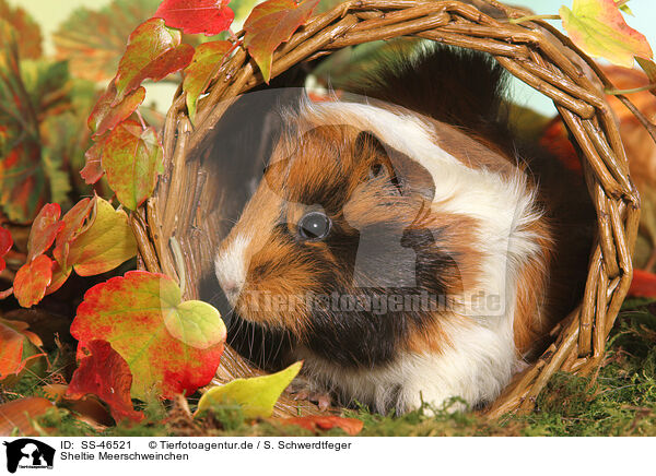 Sheltie Meerschweinchen / SS-46521