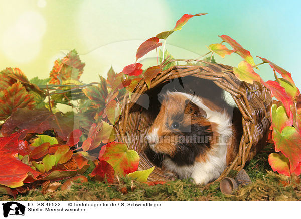 Sheltie Meerschweinchen / Sheltie Guinea Pig / SS-46522