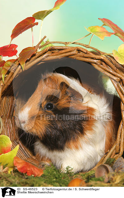 Sheltie Meerschweinchen / Sheltie Guinea Pig / SS-46523