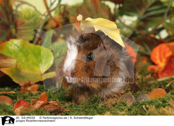 junges Rosettenmeerschwein / young Abyssinian guinea pig / SS-46528