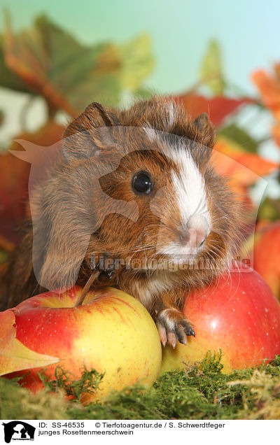junges Rosettenmeerschwein / young Abyssinian guinea pig / SS-46535