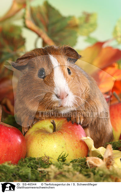 Glatthaarmeerschweinchen / Smooth-haired Guinea Pig / SS-46544