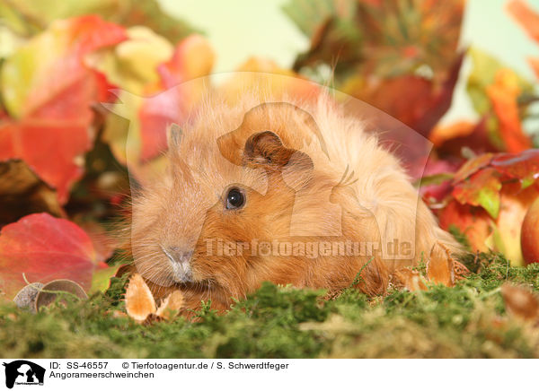 Angorameerschweinchen / guinea pig / SS-46557