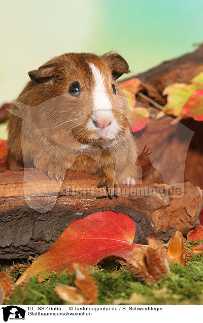 Glatthaarmeerschweinchen / Smooth-haired Guinea Pig / SS-46565