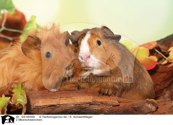 2 Meerschweinchen / 2 guinea pigs / SS-46569