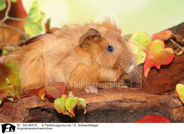 Angorameerschweinchen / guinea pig / SS-46575