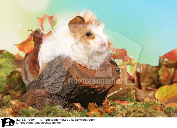 junges Angorameerschweinchen / young angora guinea pig / SS-46594