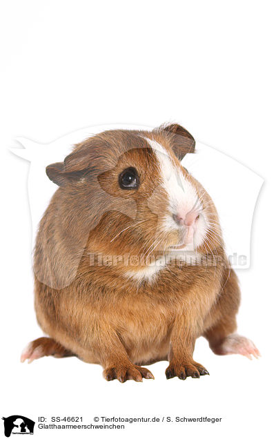 Glatthaarmeerschweinchen / Smooth-haired Guinea Pig / SS-46621