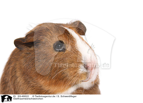 Glatthaarmeerschweinchen / Smooth-haired Guinea Pig / SS-46622
