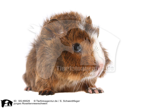 junges Rosettenmeerschwein / young Abyssinian guinea pig / SS-46626