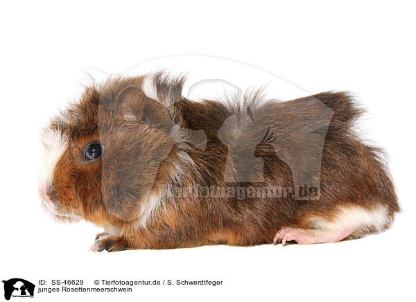 junges Rosettenmeerschwein / young Abyssinian guinea pig / SS-46629
