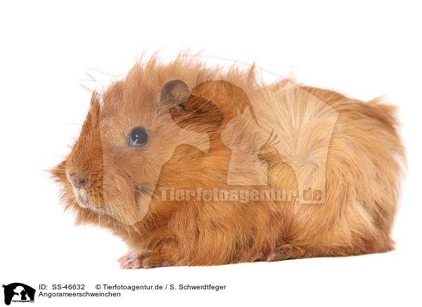Angorameerschweinchen / guinea pig / SS-46632