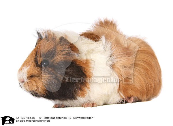 Sheltie Meerschweinchen / SS-46636