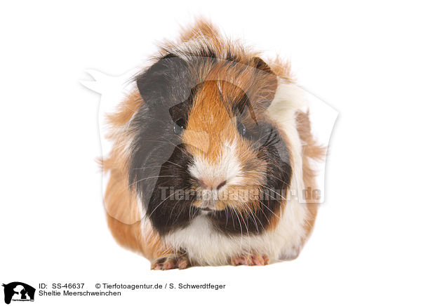 Sheltie Meerschweinchen / SS-46637