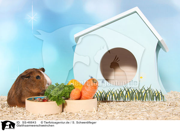 Glatthaarmeerschweinchen / Smooth-haired Guinea Pig / SS-46643