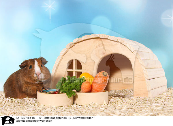 Glatthaarmeerschweinchen / Smooth-haired Guinea Pig / SS-46645