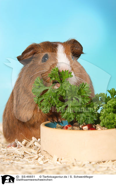 Glatthaarmeerschweinchen / Smooth-haired Guinea Pig / SS-46651