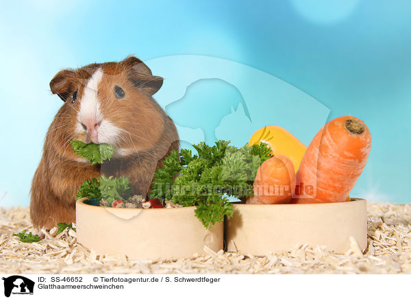 Glatthaarmeerschweinchen / Smooth-haired Guinea Pig / SS-46652