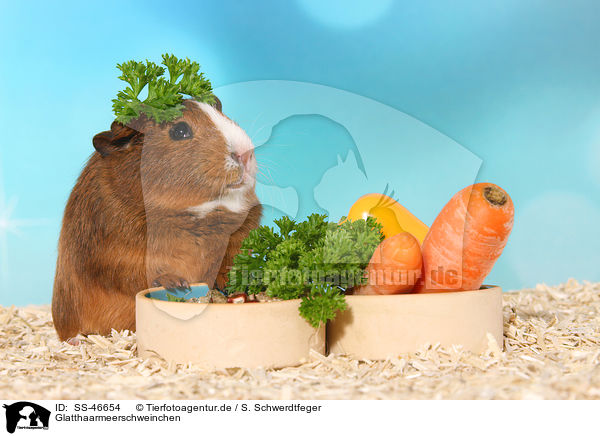 Glatthaarmeerschweinchen / Smooth-haired Guinea Pig / SS-46654