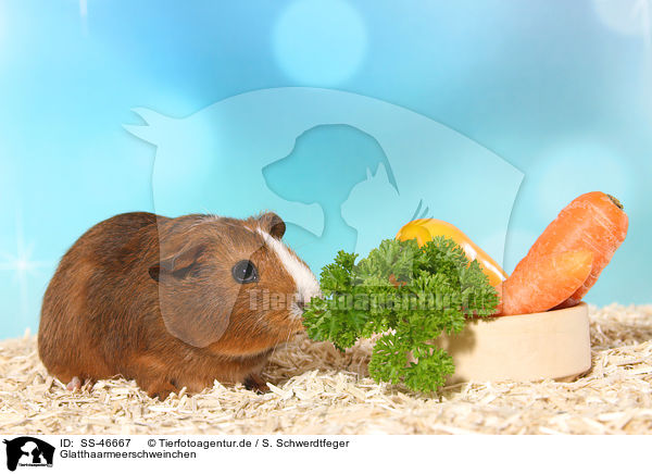 Glatthaarmeerschweinchen / Smooth-haired Guinea Pig / SS-46667