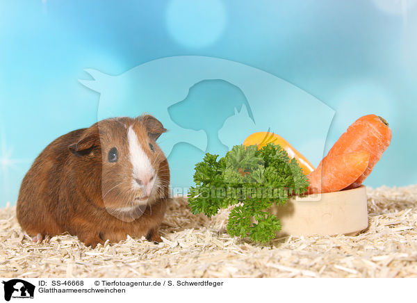 Glatthaarmeerschweinchen / Smooth-haired Guinea Pig / SS-46668