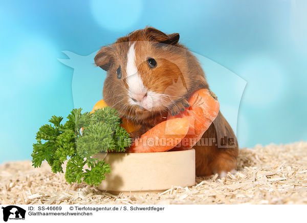 Glatthaarmeerschweinchen / Smooth-haired Guinea Pig / SS-46669