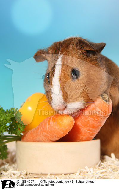 Glatthaarmeerschweinchen / SS-46671