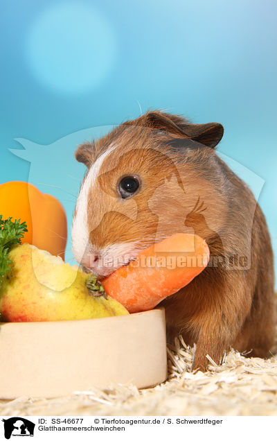 Glatthaarmeerschweinchen / Smooth-haired Guinea Pig / SS-46677