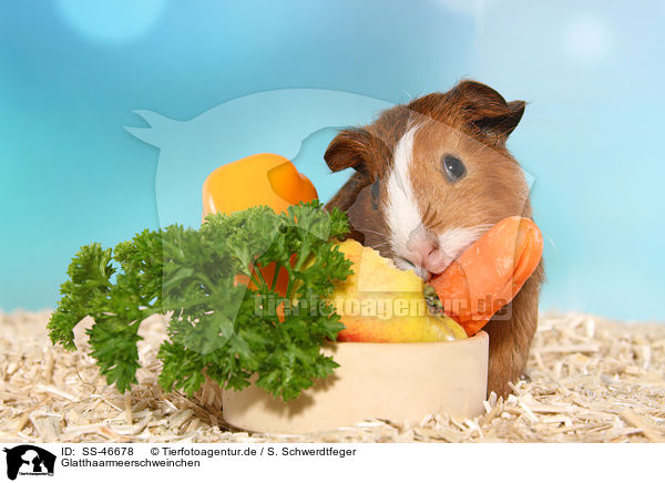 Glatthaarmeerschweinchen / Smooth-haired Guinea Pig / SS-46678