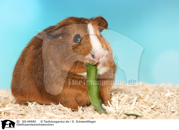 Glatthaarmeerschweinchen / SS-46680