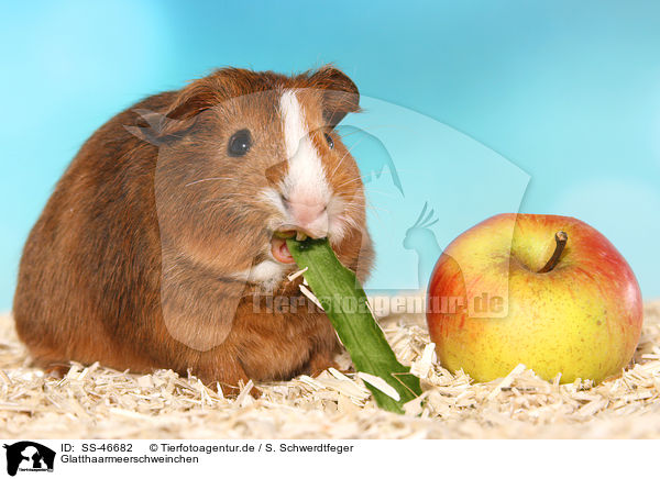 Glatthaarmeerschweinchen / Smooth-haired Guinea Pig / SS-46682