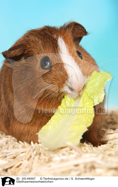 Glatthaarmeerschweinchen / Smooth-haired Guinea Pig / SS-46687