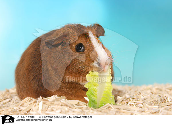 Glatthaarmeerschweinchen / SS-46688