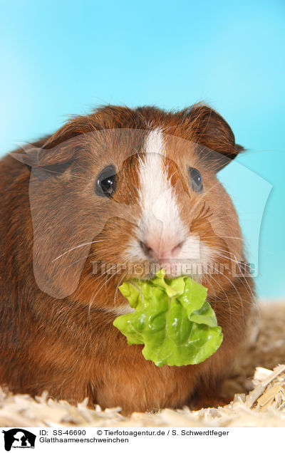 Glatthaarmeerschweinchen / SS-46690