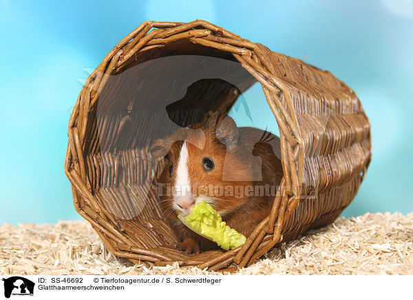 Glatthaarmeerschweinchen / Smooth-haired Guinea Pig / SS-46692