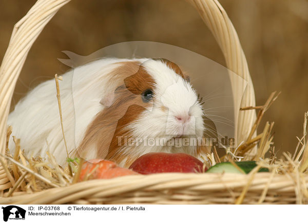Meerschweinchen / guinea pig / IP-03768