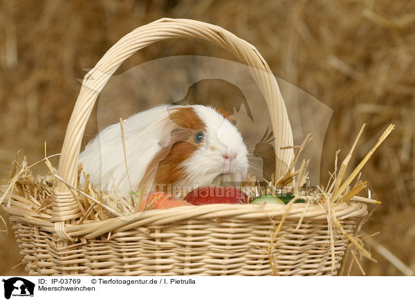 Meerschweinchen / IP-03769