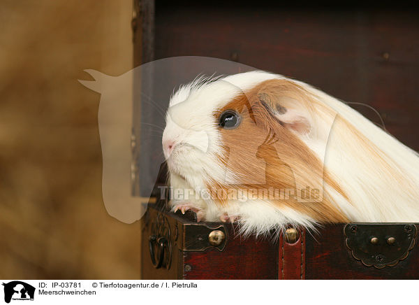 Meerschweinchen / IP-03781