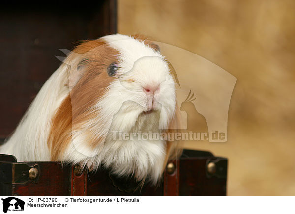 Meerschweinchen / IP-03790
