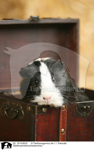Glatthaarmeerschweinchen / guinea pig / IP-03822