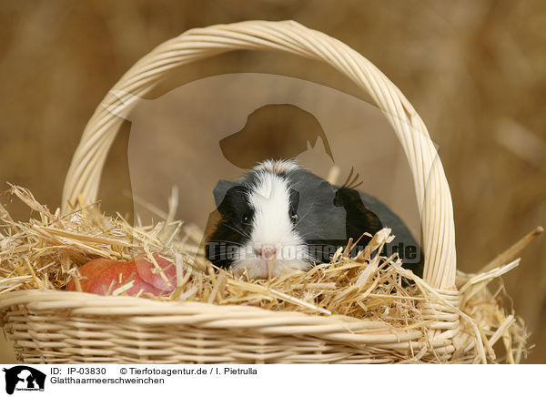 Glatthaarmeerschweinchen / guinea pig / IP-03830