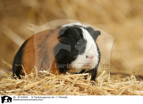 Glatthaarmeerschweinchen / guinea pig / IP-03836