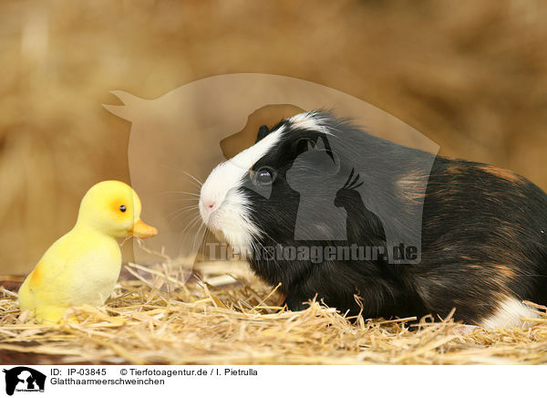 Glatthaarmeerschweinchen / guinea pig / IP-03845