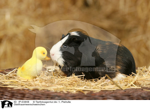 Glatthaarmeerschweinchen / guinea pig / IP-03848