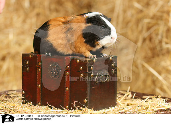 Glatthaarmeerschweinchen / guinea pig / IP-03857