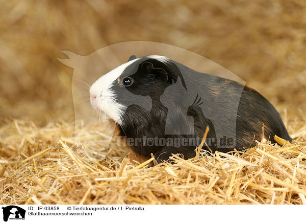 Glatthaarmeerschweinchen / guinea pig / IP-03858