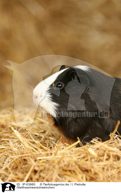 Glatthaarmeerschweinchen / guinea pig / IP-03860