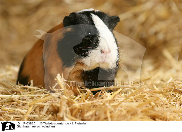 Glatthaarmeerschweinchen / guinea pig / IP-03865