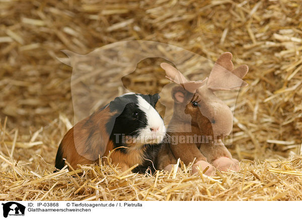 Glatthaarmeerschweinchen / guinea pig / IP-03868