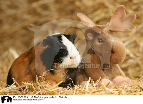 Glatthaarmeerschweinchen / guinea pig / IP-03869